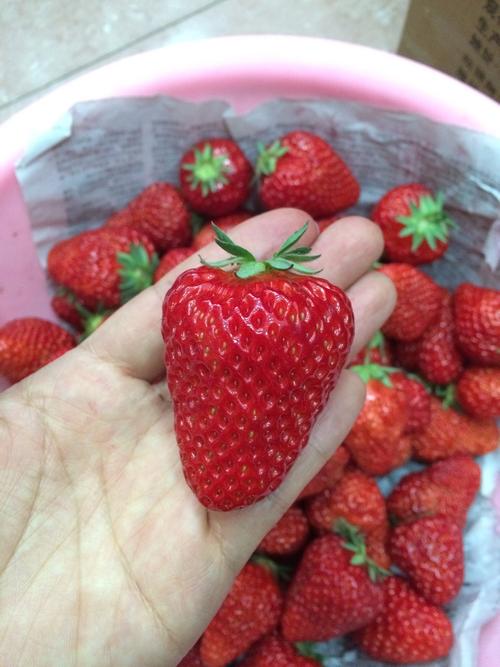 无锡特产江阴本地水果有机大个草莓新鲜农产品采摘批发零售3斤.